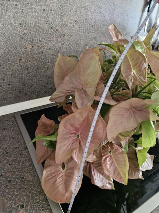 Розов Сингониум,