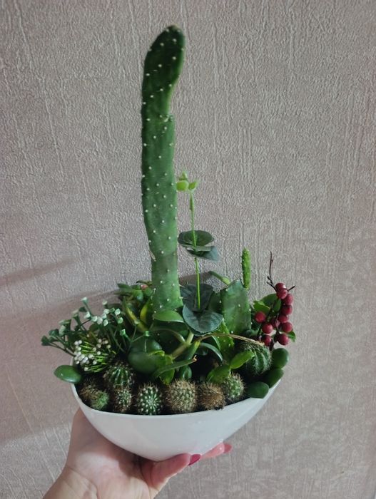 Продам флорариум минисадик