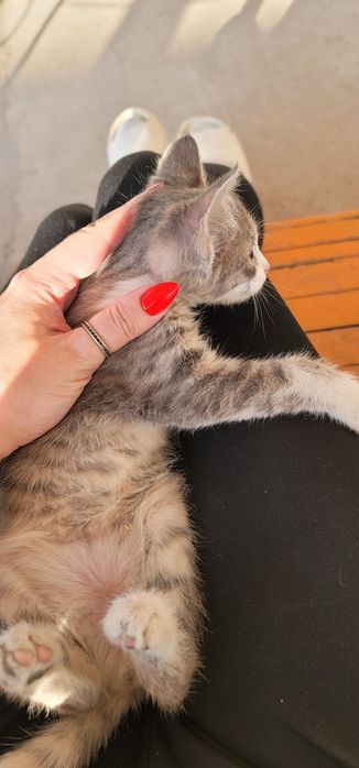 Отдам котёнка в добрые руки