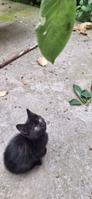 Котёнок в добрые руки девочка