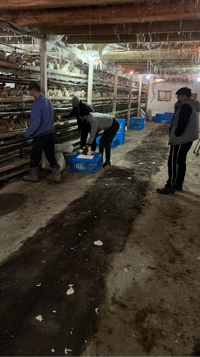 Клетки для кур несушек