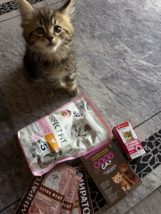 Продам кошку Мейн кун