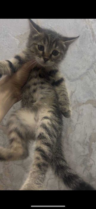 отдам даром в добрые руки