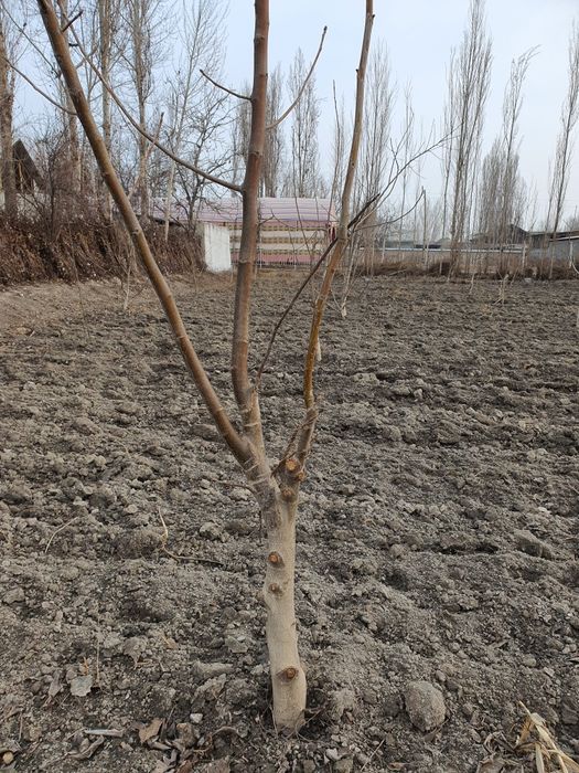 Unumdor yer sotiladi ‼️