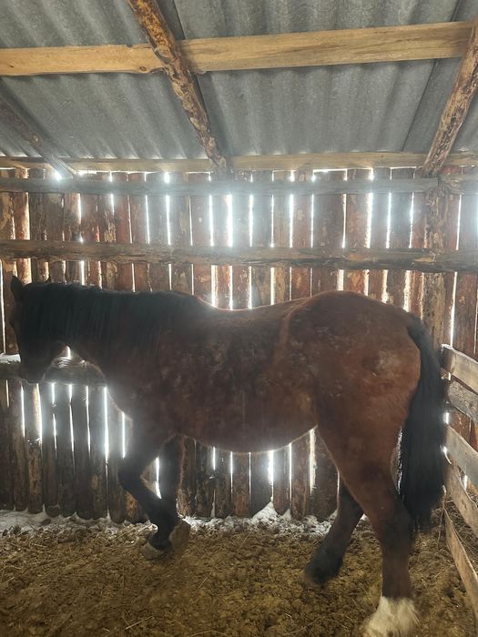 Продается Бие на откорме