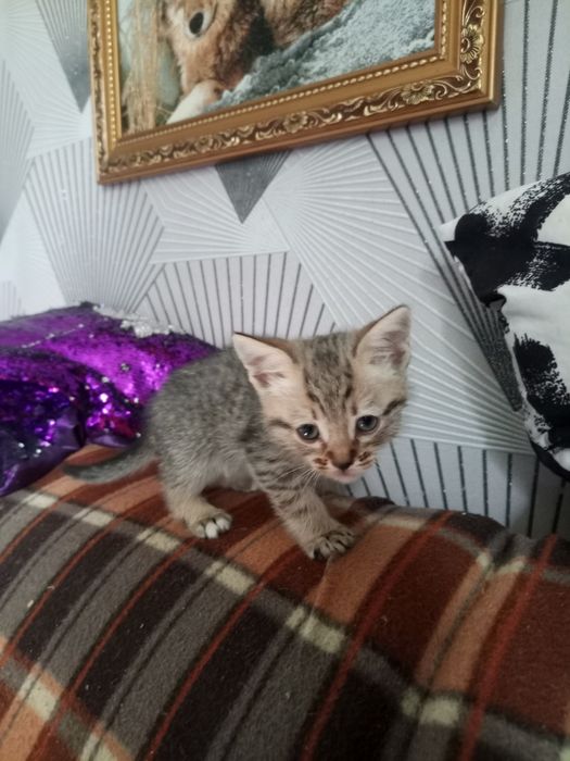Одам котёнка в добрые руки мальчик