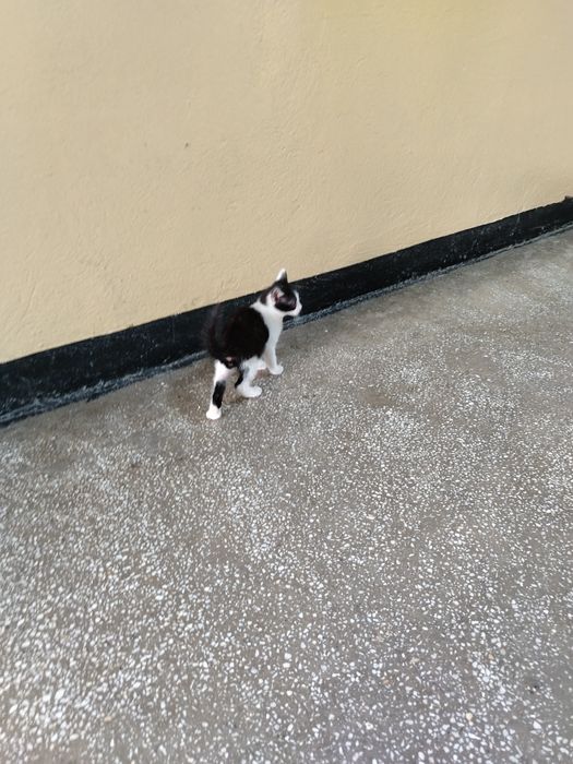Adopție pisoias!!!