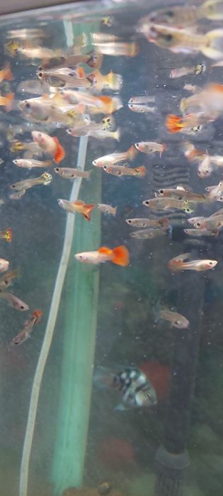 Продам акватиумых рыбок гуппи