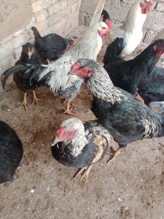 Horoz Dakan Qora shahzoda Brama  horozla