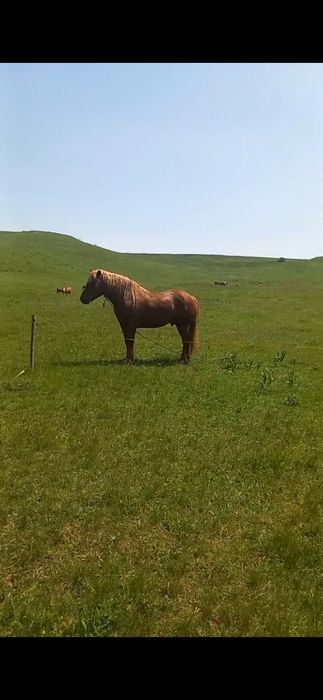 Mânz de vânzare  ...