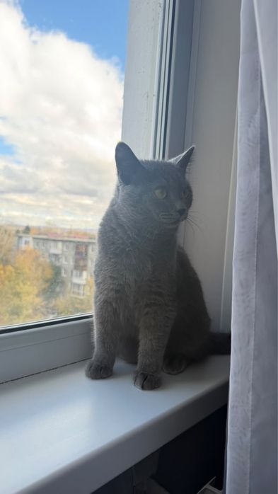 Отдам котенка в хорошие руки