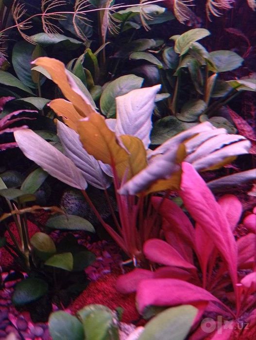 Фуртадоа сумматранская (Furtadoa sumatrensis). Аквариумное растение.