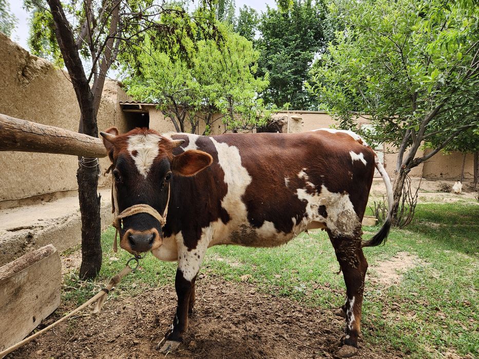 Tana sotiladi yeyishi sogʻligiga javob