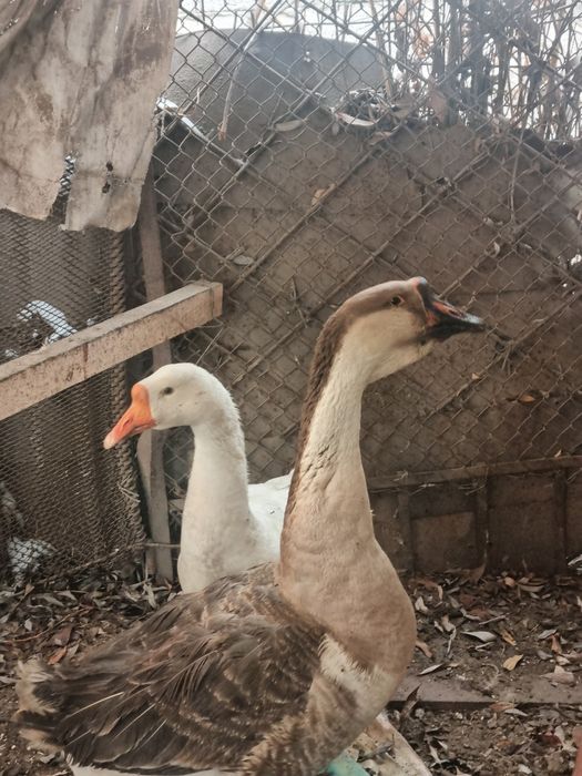 Продам гусей в одни руки