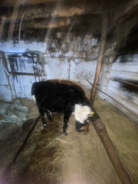 Теленок годовалый