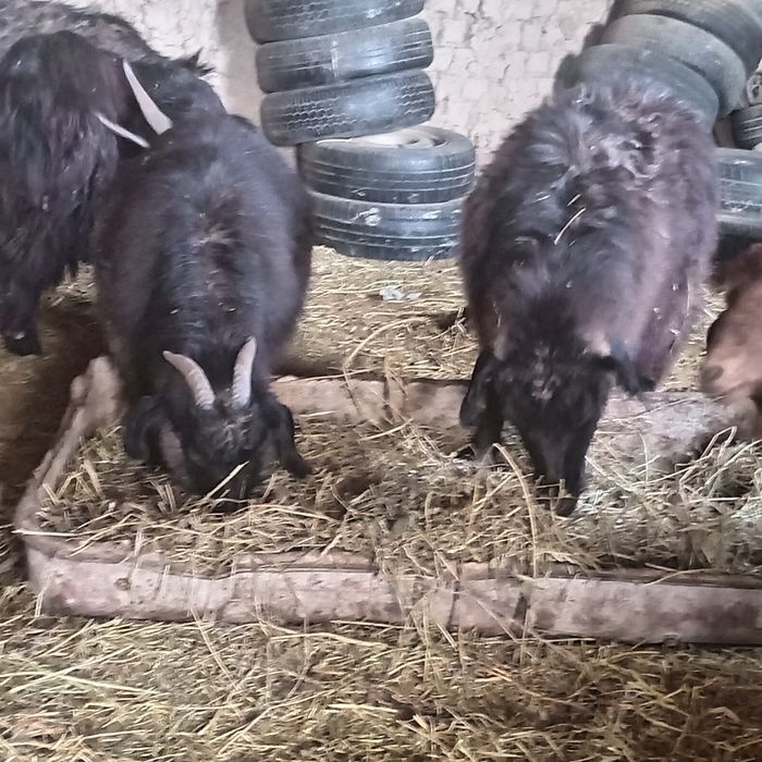 7 шт бойдақ 2 ешкі 5 шыбыш 35000 нан