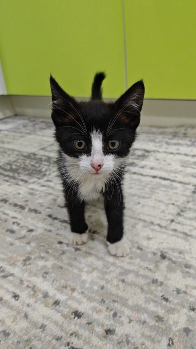 Отдам котика в добрые руки