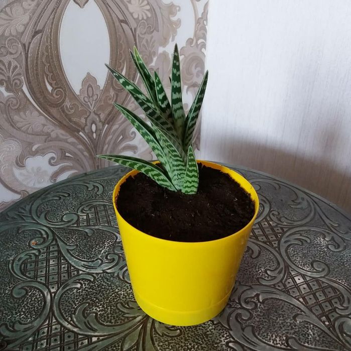 Продам цветы комнатные: звоните