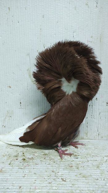 Porumbei maria stuart și voltați