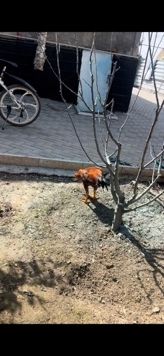 Продам хам жужя июньский