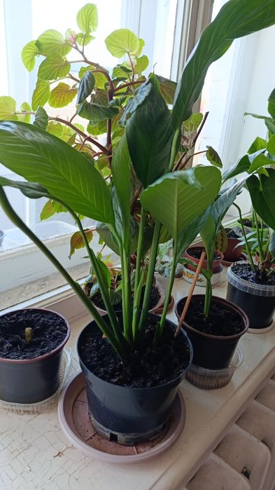 Женское счастье.Спатифиллум