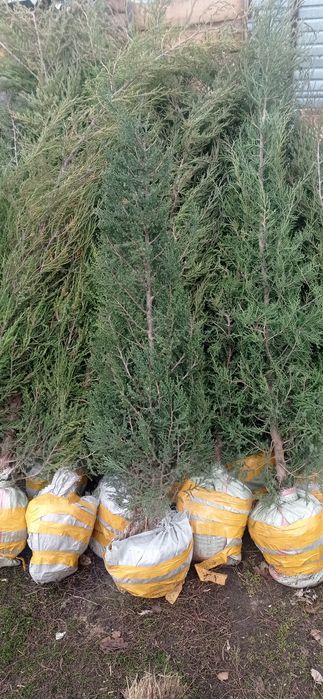 Туя, можжевельник