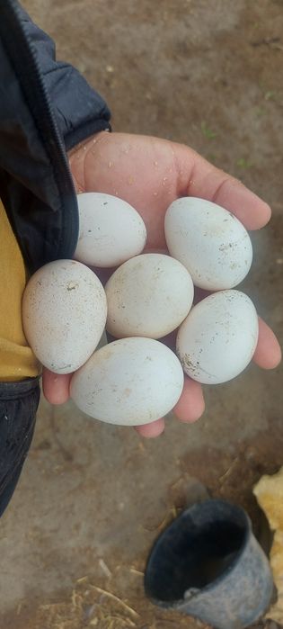 Курка тухумлари сотилади свежий 10 та тугадигон бор