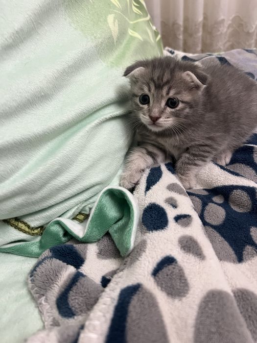 Продаются котята