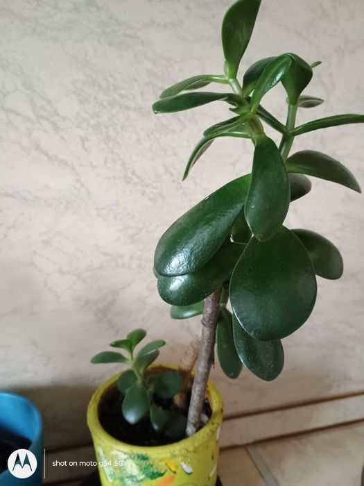 Красула, дървото на живота,различни по възраст,размерикрасиви растения