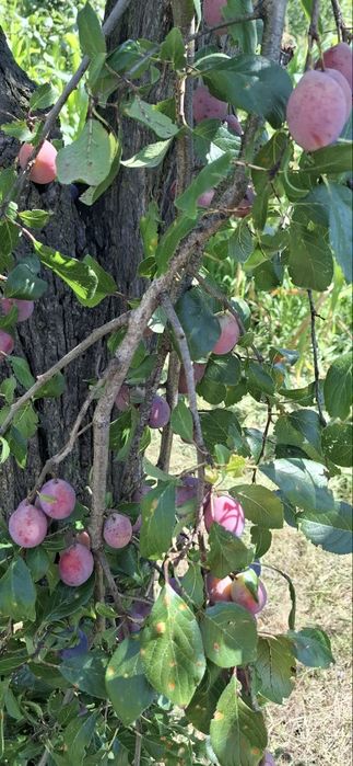Prune de vanzare