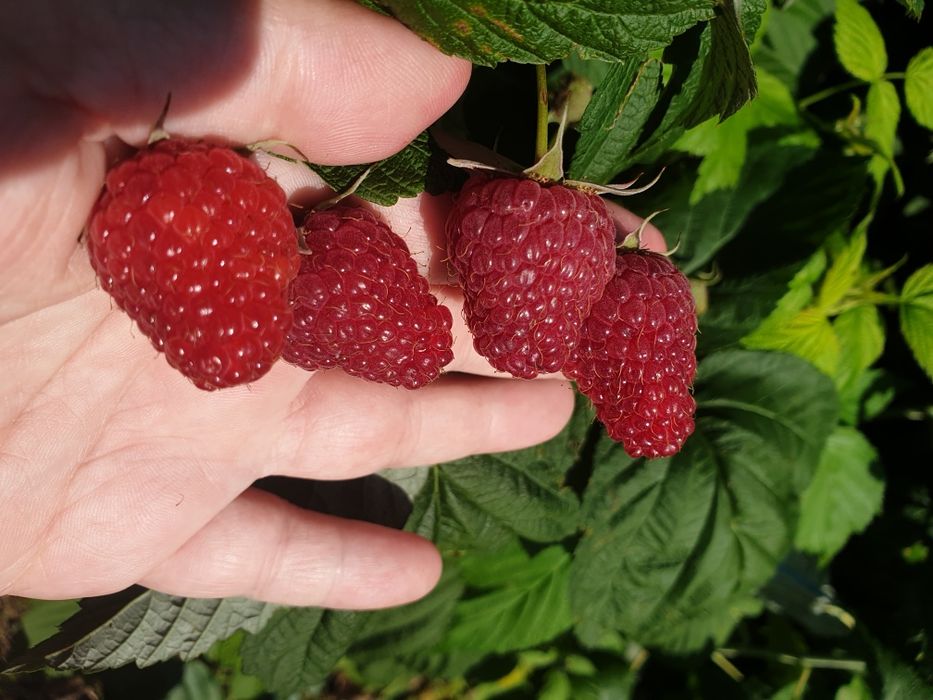 Zmeură Bio proaspătă-Direct de pe plantație la tine acasa