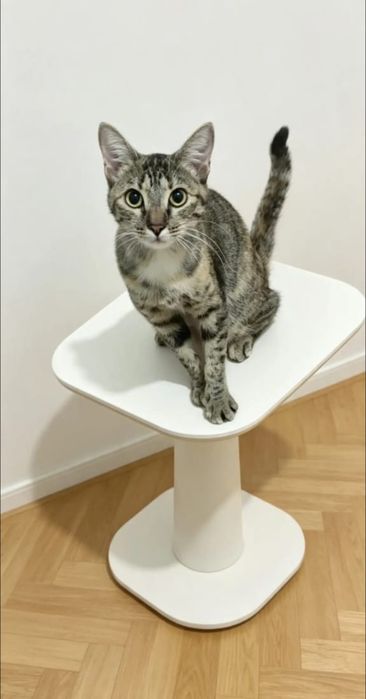 Грациозная кошка