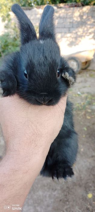 Срочно продаются 1 Крольчиха/3 крольчаты