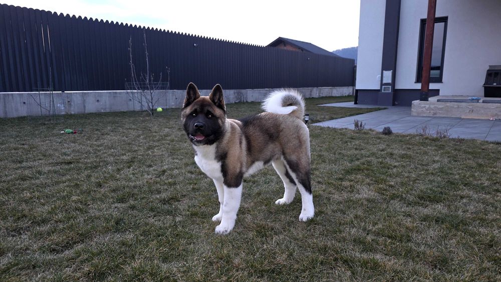 Akita American Mascul Pedigree