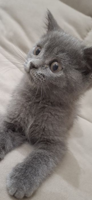 Продам котёнка бритпнца