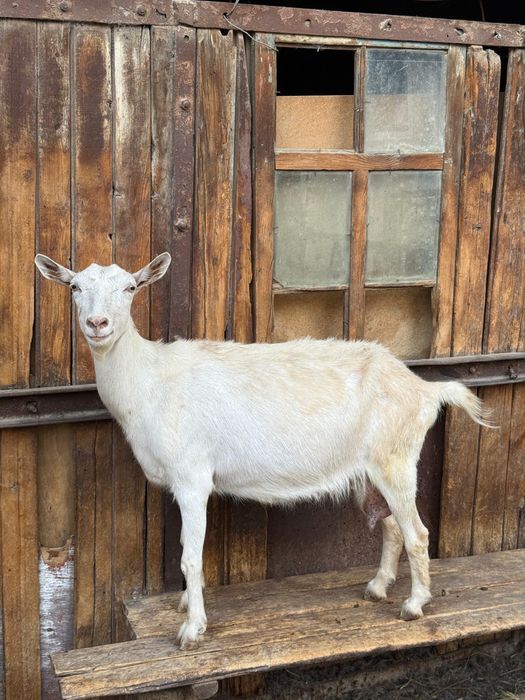 Ең үйдегі порно жеке видео