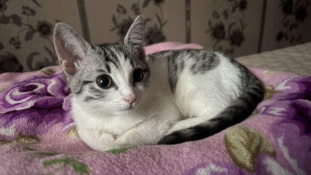 Отдам кошку бесплатно