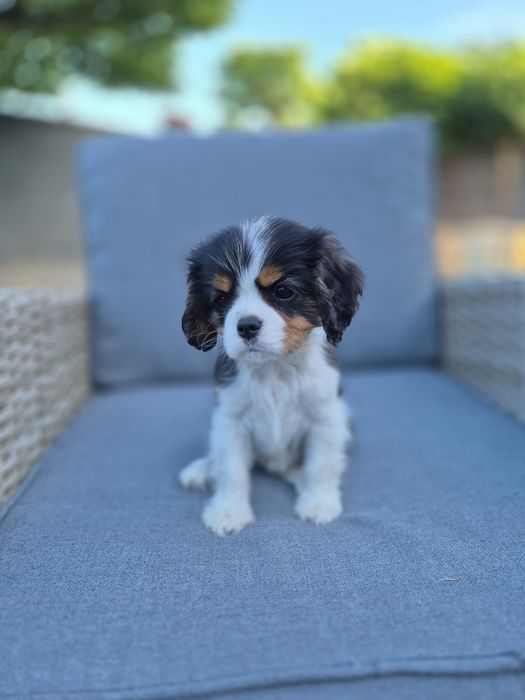 Cavalier king charles