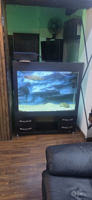 Akvarium sotiladi 250 litr