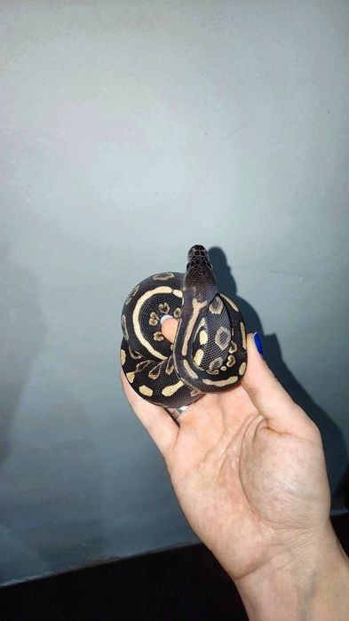 Малыши королевского питона