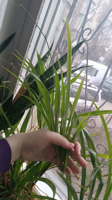 Хлорофитум (детки)