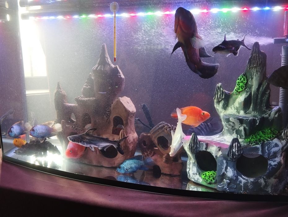 Продаю  аквариума с рыбами 200 л аквариум