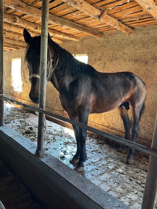 Срочно 2 айғыр сатылады!