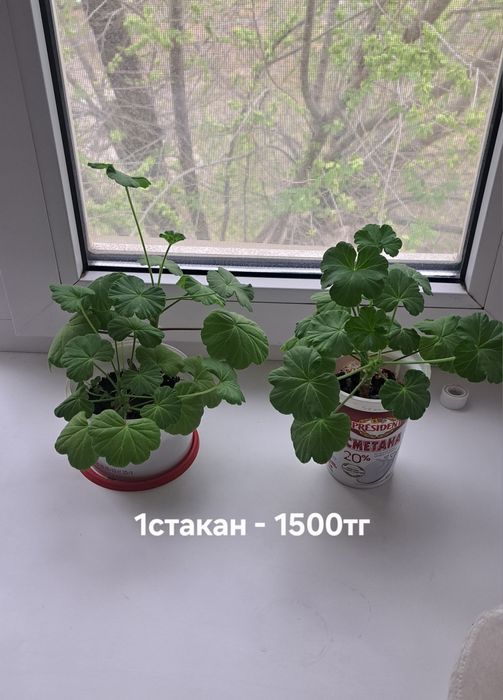 Долларовое , пеларгония, каланхоэ, диффенбахия