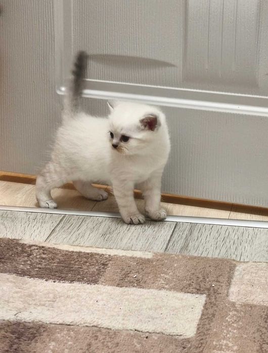 Британски котенца