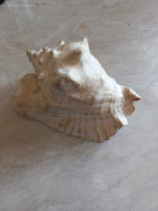 Продам  морскую ракушку