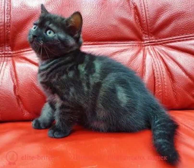 Котята мальчики и девочки, 1.5 мес