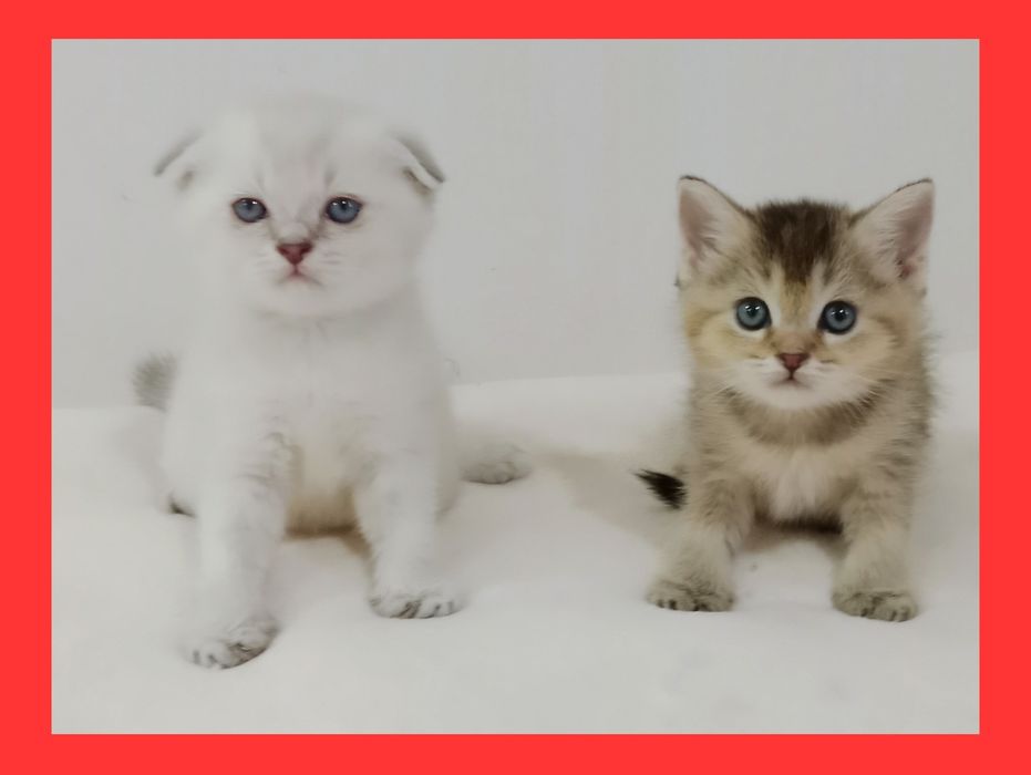 Роскошные котята Скоттиш Фолд и Страйт  золотая Девочка