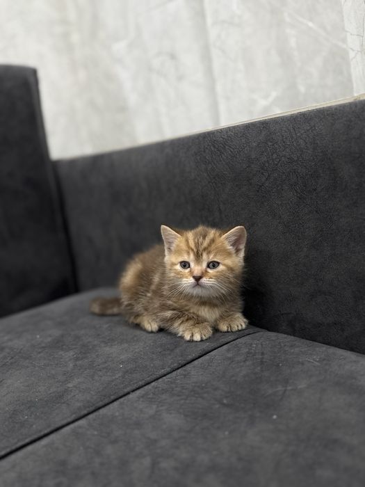 Продам котенка девочка