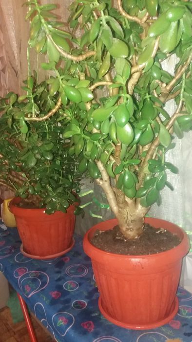 Продам денежное дерево